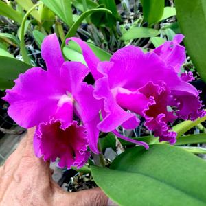 Cattleya Lewis Bechthold
