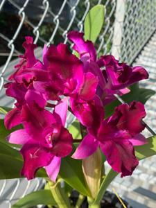 Cattlianthe Tristar Bouquet
