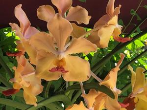 <i>Papilionanda</i> Elishea Hidajat