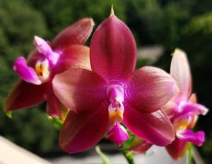 Phalaenopsis Pylo's Dena