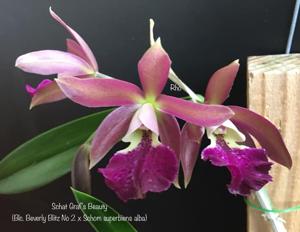 <i>Rhyncatlaelia</i> Graf's Beauty
