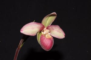 Phragmipedium Coral Jewel