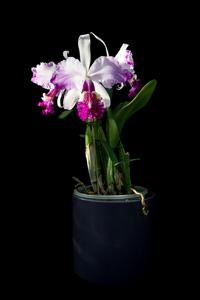 <i>Cattleya</i> Gravesiana