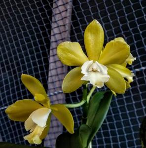 Rhyncatclia Topaz King