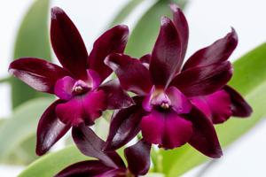 Cattlianthe Sagarik Wax