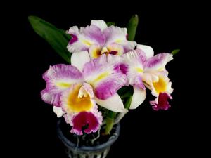 Rhyncholaeliocattleya STK Song