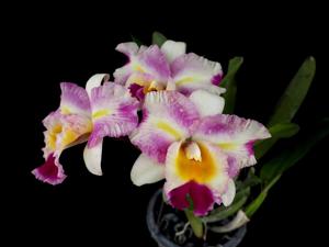 Rhyncholaeliocattleya STK Song