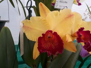 Rhyncholaeliocattleya Alma Kee