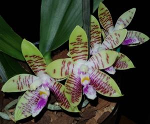 Phalaenopsis KTC Khao Khitchakut-corningiana