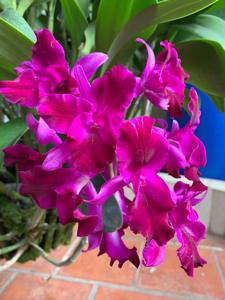 Cattlianthe Tristar Bouquet