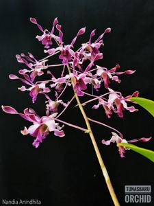 Dendrobium Nandia Anindhita