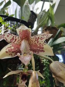 Stanbreea haseloffiana-rodigasiana