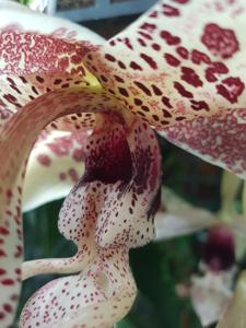 Stanbreea haseloffiana-rodigasiana