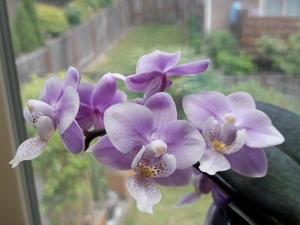 Phalaenopsis Jiaho's Pink Girl