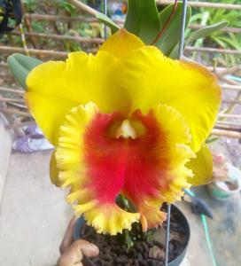Rhyncholaeliocattleya NP Gold