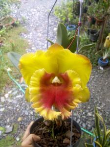 Rhyncholaeliocattleya NP Gold