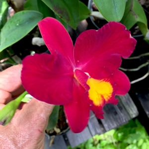 Cattleya Wendy's Valentine