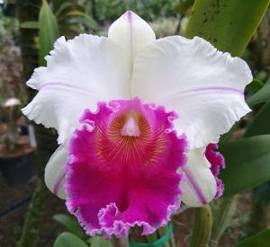Rhyncholaeliocattleya Ewart McDonald-Mahina Yahiro