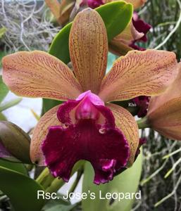 Rhyncholaeliocattleya Jose's Leopard