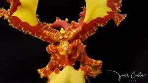 Psychopsis Mariposa