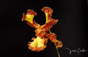 Psychopsis Mariposa