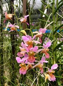 Papilionanda Joaquim's Smile