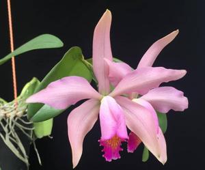 Cattleya Super-forbesii