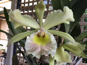 <i>Rhyncholaeliocattleya</i> Verdant Venture