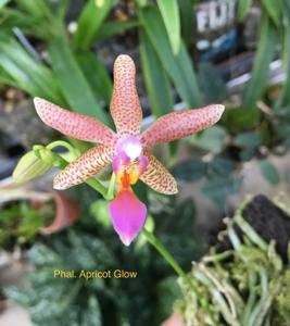<i>Phalaenopsis</i> Apricot Glow