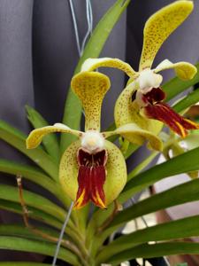 Vanda Hollis Presnell