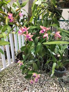 Myrmecocattleya Giovanny Licona