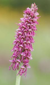 <i>Orchis</i> x <i>bergonii</i>