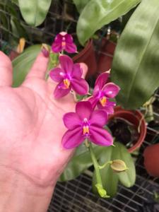 Phalaenopsis Agnes Sng