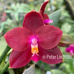 Phalaenopsis Pylo's Novelty