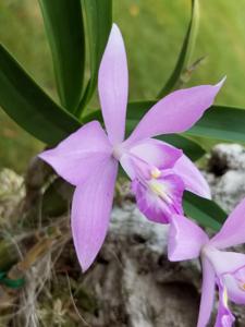 Laelianea erubescens-speciosa