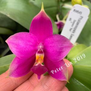 Phalaenopsis Samera