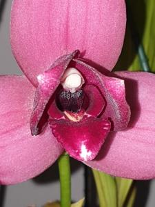 Lycaste Sunray