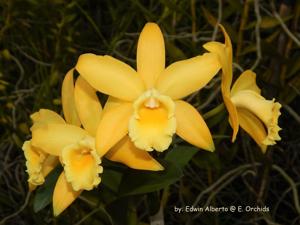 Rhyncattleanthe Golden Chieftain