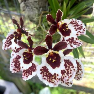 Tolumnia Jairak Firm