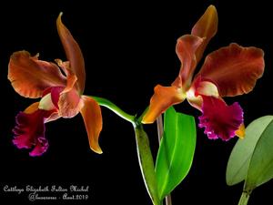 Cattleya Elizabeth Fulton