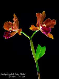 Cattleya Elizabeth Fulton