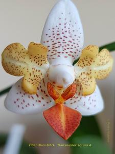 Phalaenopsis Mini Mark