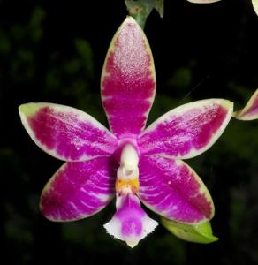 <i>Phalaenopsis</i> Broga Jade-hieroglyphica-cornu-cervi