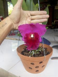 Rhyncholaeliocattleya Memoria Susan Hawkins