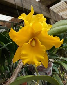 Rhyncholaeliocattleya Golden Diamond