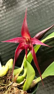 Bulbophyllum More Than Aghast