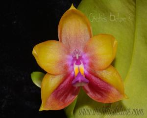 Phalaenopsis Mituo Gelb Eagle