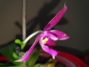 <i>Phalaenopsis</i> Donna Louise