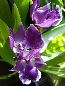 Zygonisia Murasakikomachi