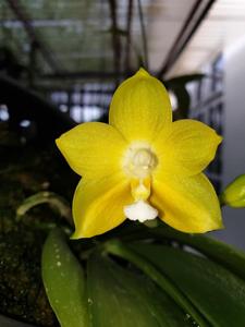 Phalaenopsis KS Pipa